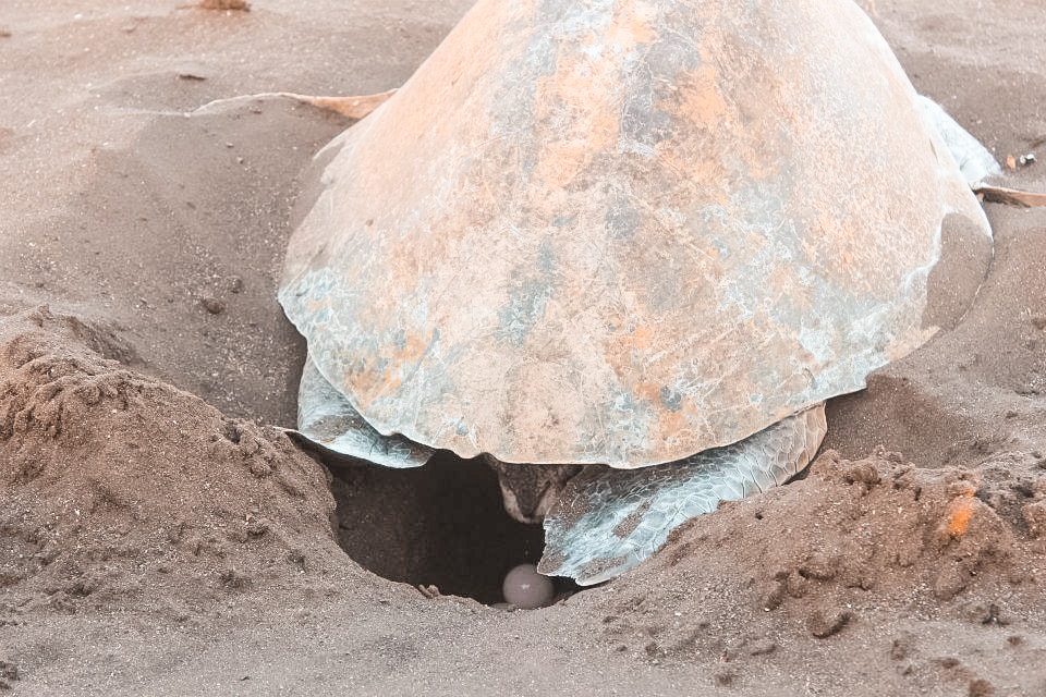 Ostional, Costa Rica | Volunteer work | Conservation | Animals | Turtles | Costa Rica | Guanacaste | Ostional | International Student Volunteers | ISV | Why should I pay | Volunteer Abroad | What to do | Backpacking | Budget Travel | Solo Female Travel | Backpackers Wanderlust |