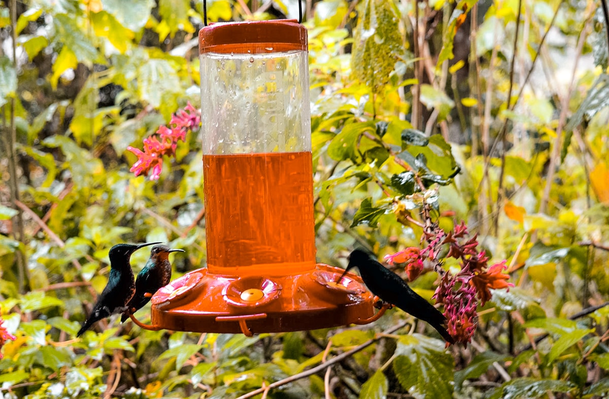 La Paz Waterfall Garden in Costa Rica | Travel Central America | San Jose | Hike | Zoo | Surf | Beach | Backpacking Costa Rica | Animals | What to do | Where to sleep | Swimming | Tubing | Backpackers Wanderlust |