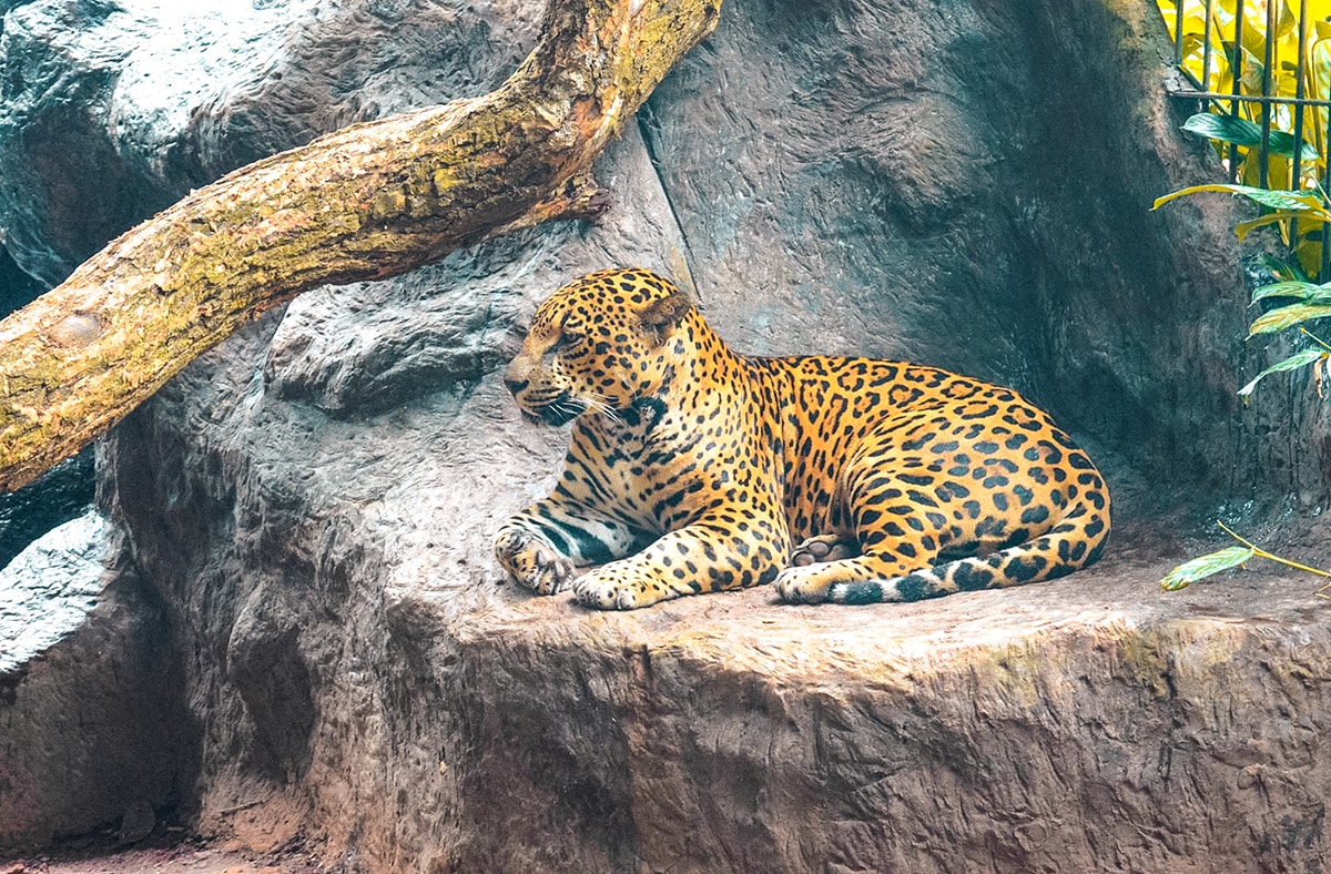 La Paz Waterfall Garden in Costa Rica | Travel Central America | San Jose | Hike | Zoo | Surf | Beach | Backpacking Costa Rica | Animals | What to do | Where to sleep | Swimming | Tubing | Backpackers Wanderlust |