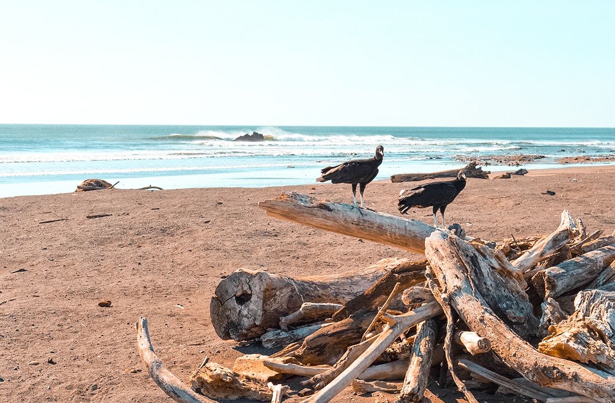 Ostional, Costa Rica | Volunteer work | Conservation | Animals | Turtles | Costa Rica | Guanacaste | Ostional | International Student Volunteers | ISV | Why should I pay | Volunteer Abroad | What to do | Backpacking | Budget Travel | Solo Female Travel | Backpackers Wanderlust |