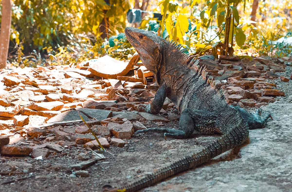 Ostional, Costa Rica | Volunteer work | Conservation | Animals | Turtles | Costa Rica | Guanacaste | Ostional | International Student Volunteers | ISV | Why should I pay | Volunteer Abroad | What to do | Backpacking | Budget Travel | Solo Female Travel | Backpackers Wanderlust |