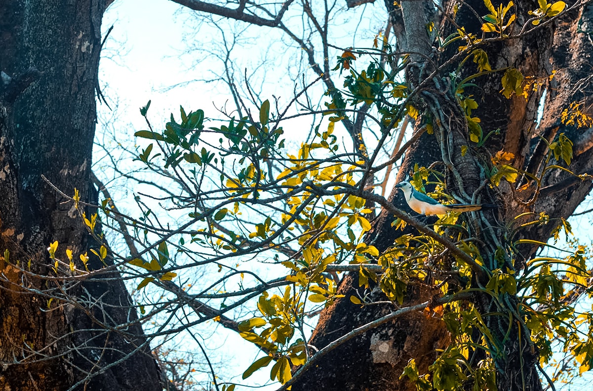 Exploring Ricon De La Vieja In Costa Rica | Travel Central America | Guanacaste | Hike | Hiking | Volcano | Rainforest | Backpacking Costa Rica | Mud bath | What to do | Where to sleep | Horse riding | Tubing | Backpackers Wanderlust |