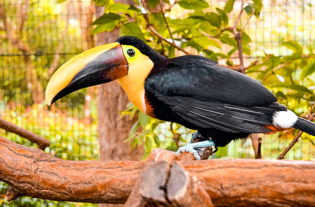 La Paz Waterfall Garden in Costa Rica | Travel Central America | San Jose | Hike | Zoo | Surf | Beach | Backpacking Costa Rica | Animals | What to do | Where to sleep | Swimming | Tubing | Backpackers Wanderlust |