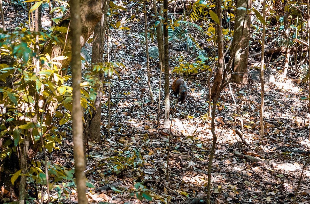 Exploring Ricon De La Vieja In Costa Rica | Travel Central America | Guanacaste | Hike | Hiking | Volcano | Rainforest | Backpacking Costa Rica | Mud bath | What to do | Where to sleep | Horse riding | Tubing | Backpackers Wanderlust |