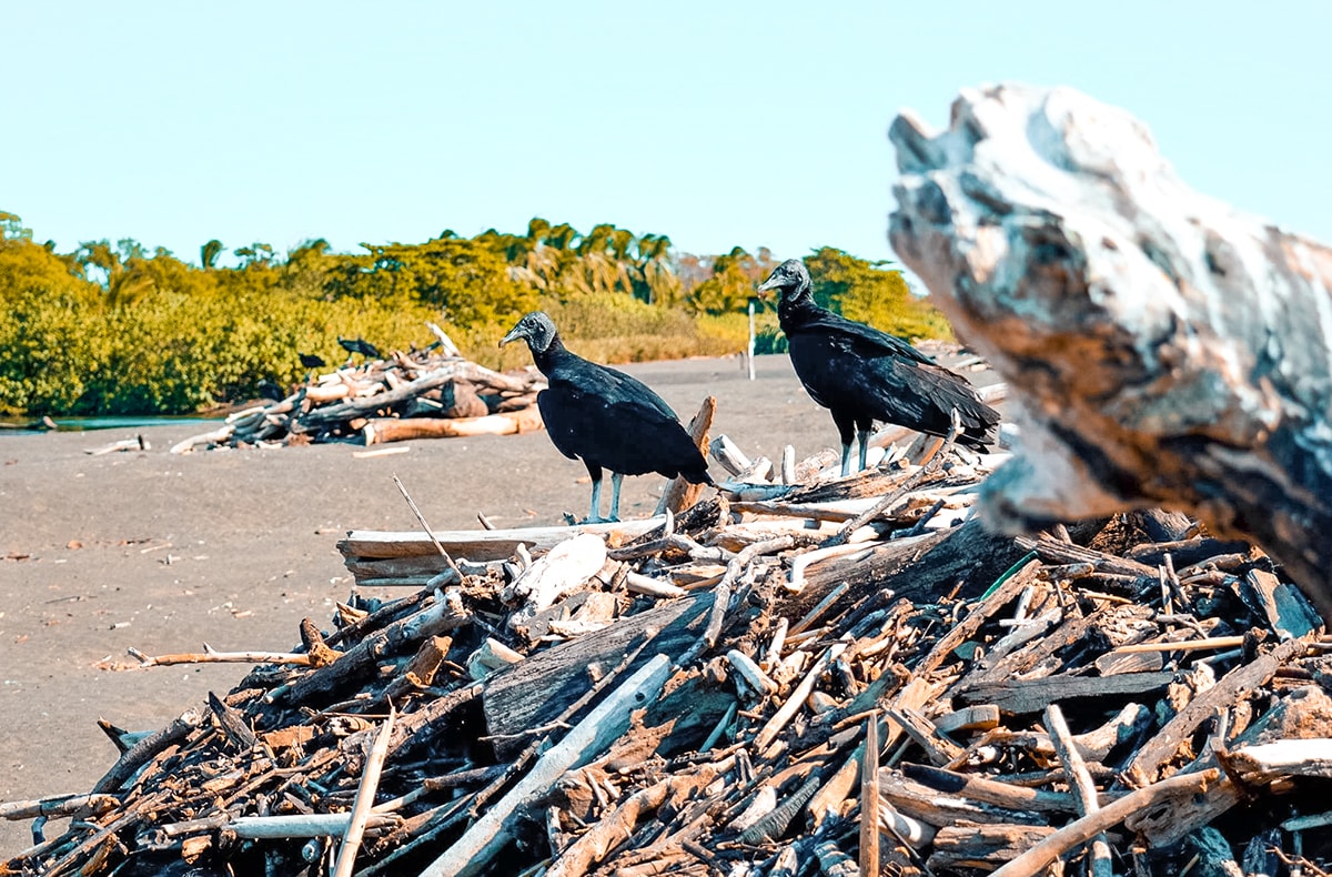 Ostional, Costa Rica | Volunteer work | Conservation | Animals | Turtles | Costa Rica | Guanacaste | Ostional | International Student Volunteers | ISV | Why should I pay | Volunteer Abroad | What to do | Backpacking | Budget Travel | Solo Female Travel | Backpackers Wanderlust |