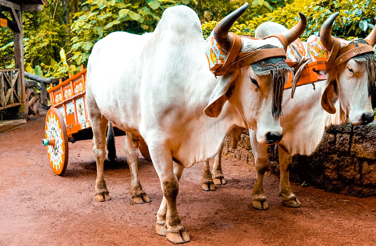 La Paz Waterfall Garden in Costa Rica | Travel Central America | San Jose | Hike | Zoo | Surf | Beach | Backpacking Costa Rica | Animals | What to do | Where to sleep | Swimming | Tubing | Backpackers Wanderlust |