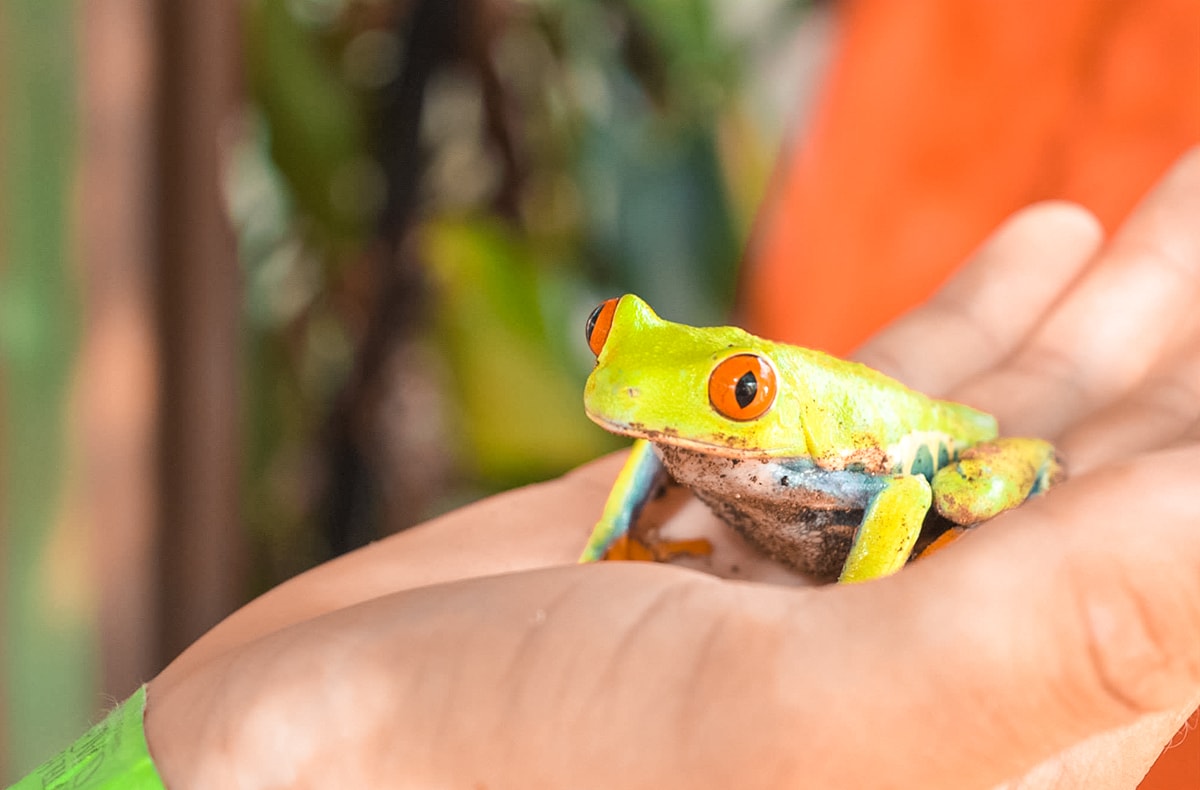 Exploring Ricon De La Vieja In Costa Rica | Travel Central America | Guanacaste | Hike | Hiking | Volcano | Rainforest | Backpacking Costa Rica | Mud bath | What to do | Where to sleep | Horse riding | Tubing | Backpackers Wanderlust |