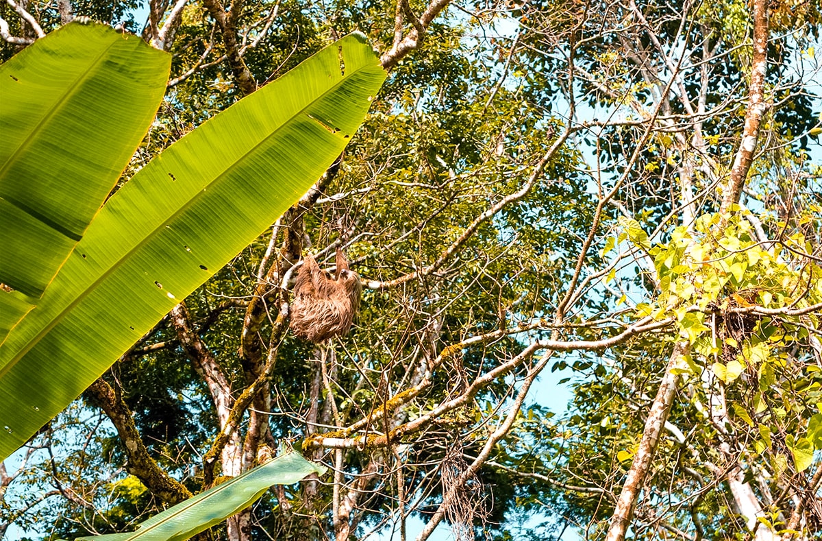 Exploring Manzanillo and Puerto Viejo In Costa Rica | Travel Central America | Caribbean | Hike | Hiking | Ocean | Rainforest | Backpacking Costa Rica | Beautiful beaches | What to do | Where to sleep | wildlife | party | Backpackers Wanderlust |
