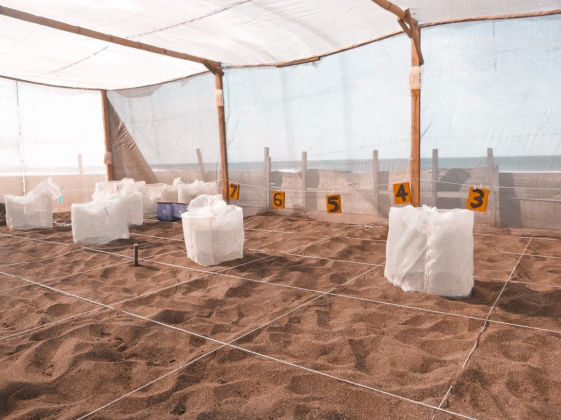 Ostional, Costa Rica | Volunteer work | Conservation | Animals | Turtles | Costa Rica | Guanacaste | Ostional | International Student Volunteers | ISV | Why should I pay | Volunteer Abroad | What to do | Backpacking | Budget Travel | Solo Female Travel | Backpackers Wanderlust |