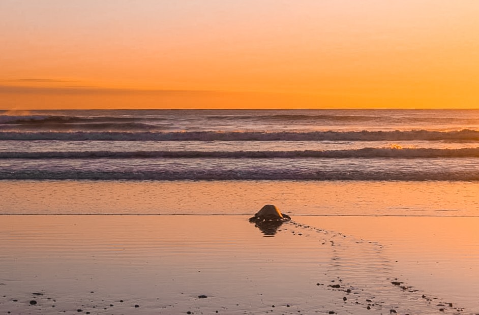 Ostional, Costa Rica | Volunteer work | Conservation | Animals | Turtles | Costa Rica | Guanacaste | Ostional | International Student Volunteers | ISV | Why should I pay | Volunteer Abroad | What to do | Backpacking | Budget Travel | Solo Female Travel | Backpackers Wanderlust |