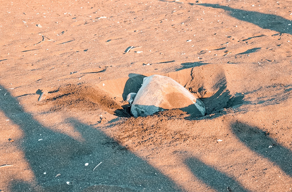 Ostional, Costa Rica | Volunteer work | Conservation | Animals | Turtles | Costa Rica | Guanacaste | Ostional | International Student Volunteers | ISV | Why should I pay | Volunteer Abroad | What to do | Backpacking | Budget Travel | Solo Female Travel | Backpackers Wanderlust |