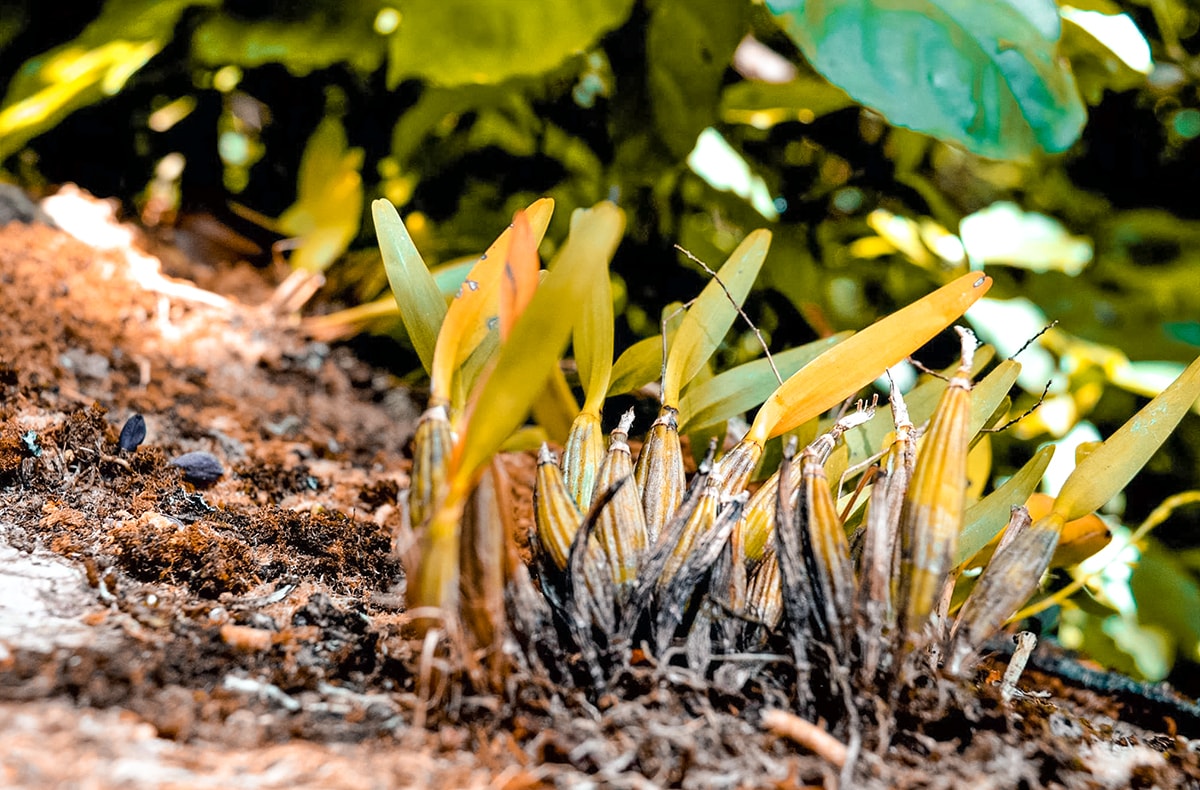 Exploring Ricon De La Vieja In Costa Rica | Travel Central America | Guanacaste | Hike | Hiking | Volcano | Rainforest | Backpacking Costa Rica | Mud bath | What to do | Where to sleep | Horse riding | Tubing | Backpackers Wanderlust |