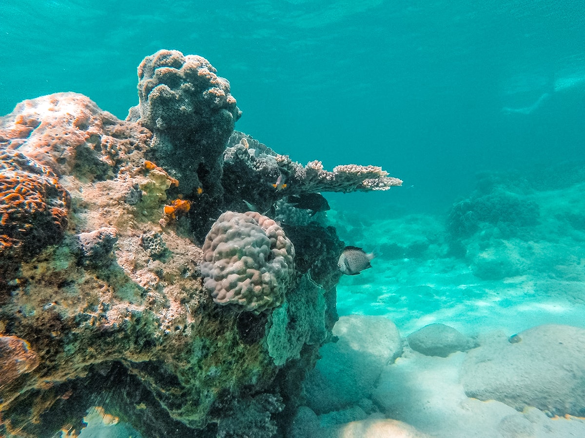 underwater with coral and fish in nha trang