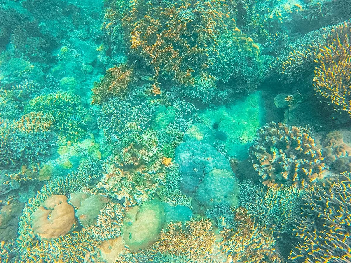 colorful coral in nha trang