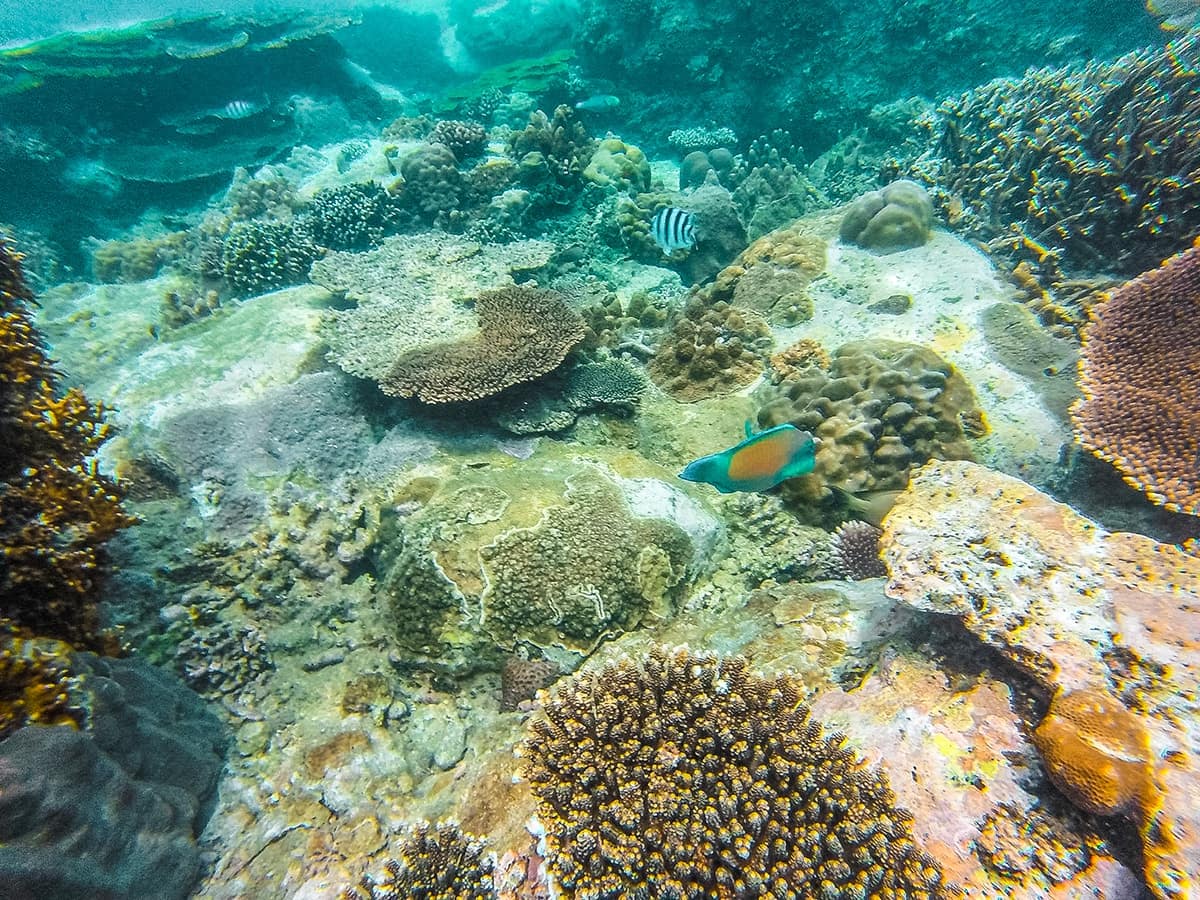 underwater life on a snorkeling tour in nha trang