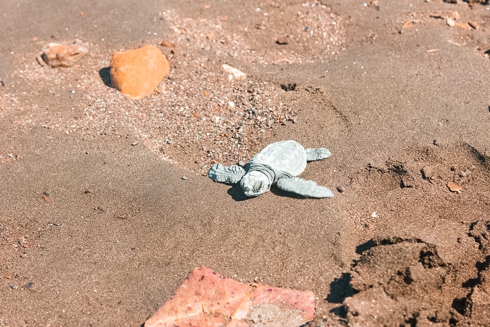 Ostional, Costa Rica | Volunteer work | Conservation | Animals | Turtles | Costa Rica | Guanacaste | Ostional | International Student Volunteers | ISV | Why should I pay | Volunteer Abroad | What to do | Backpacking | Budget Travel | Solo Female Travel | Backpackers Wanderlust |