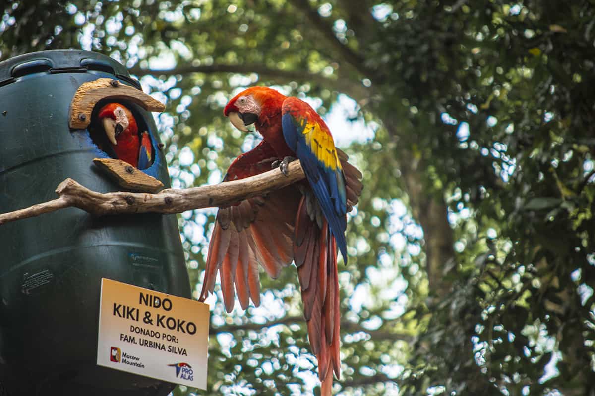 meeting some friendly macaws in copan ruinas