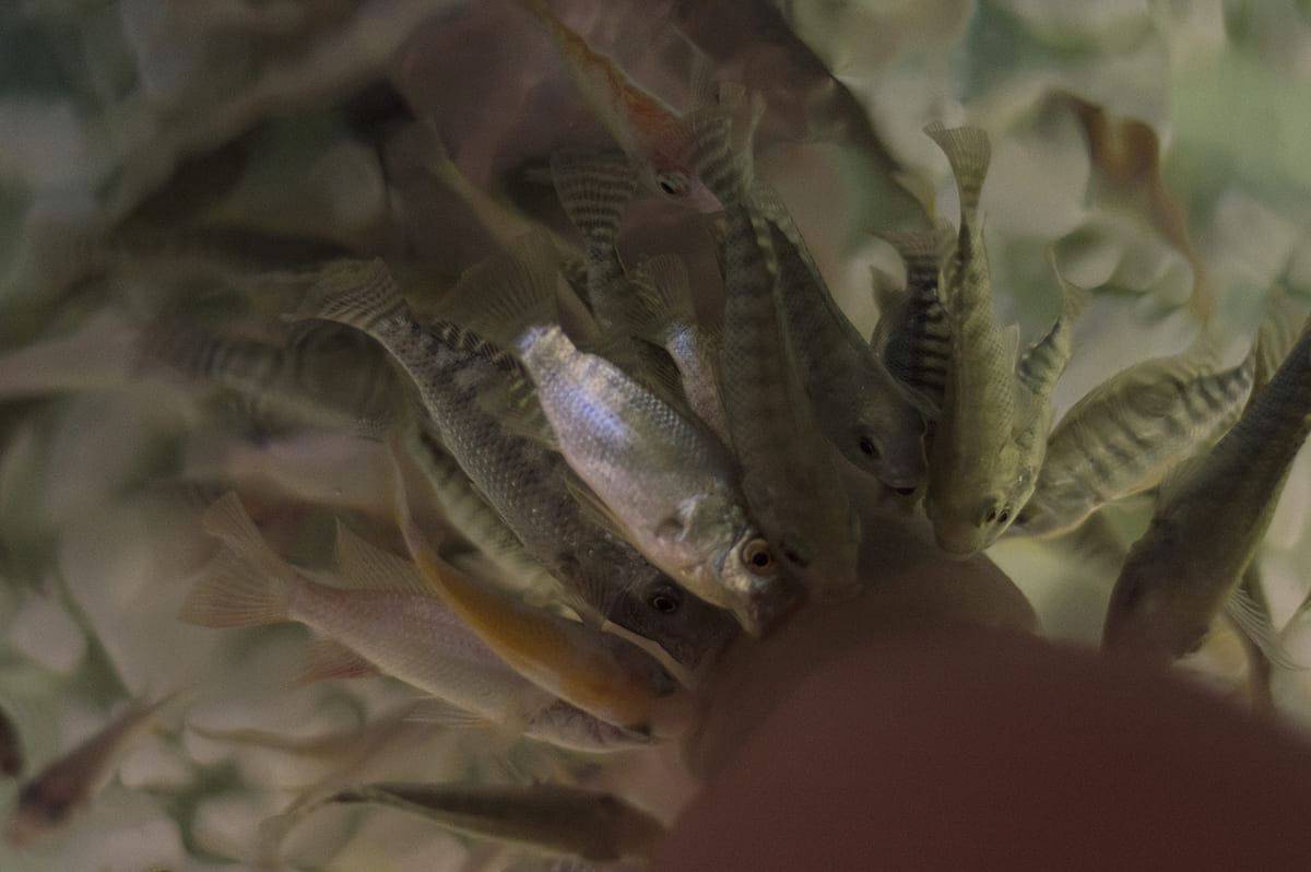 visiting a spa in siem reap and having fish eat off the dead skin