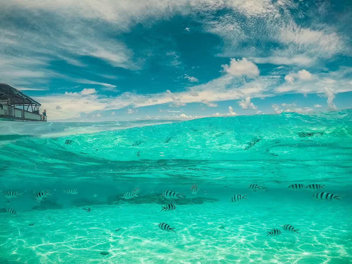 small zebra patterned fish under the water in aitutaki