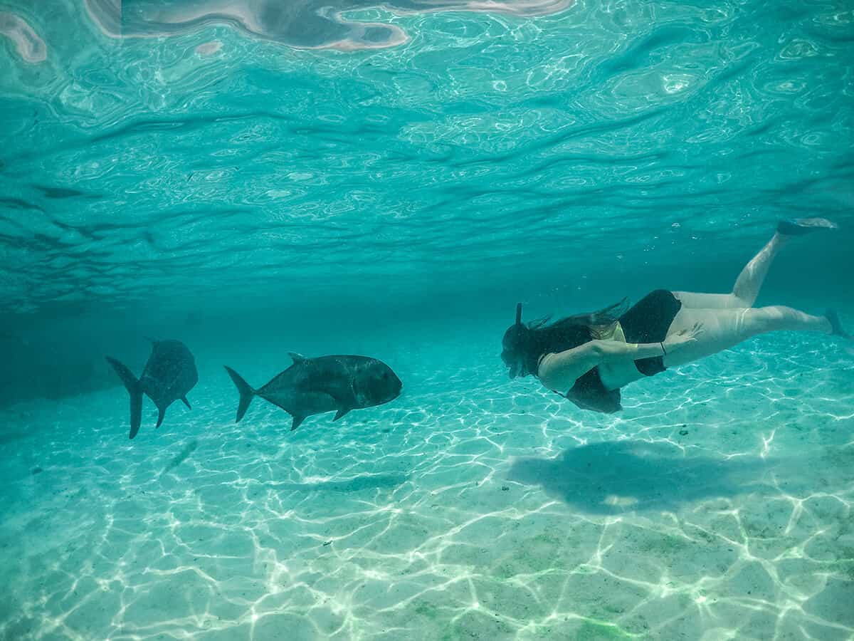 swimming with trevally on the aitutaki day tour