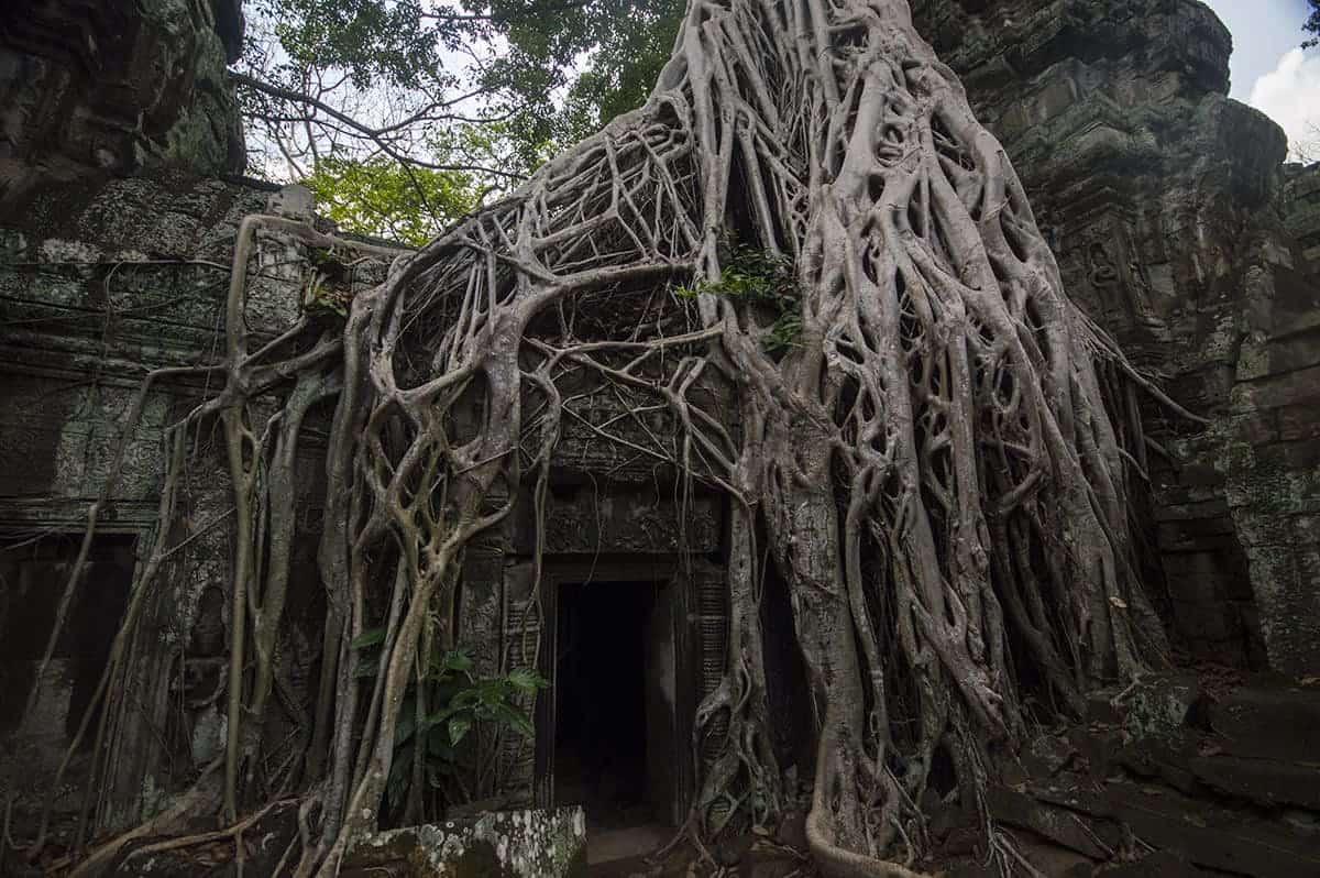 the incredible fig tree taking over the structures at ta prohm