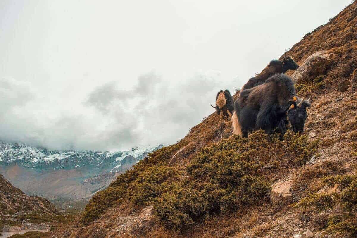 yaks and mountains annapurna circuit itinerary