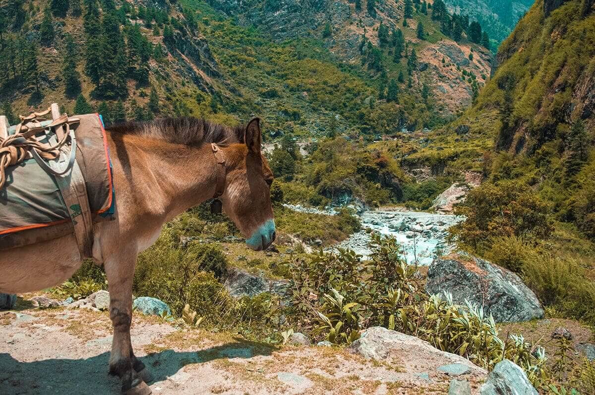 horse looking over valley while hiking the annapurna circuit