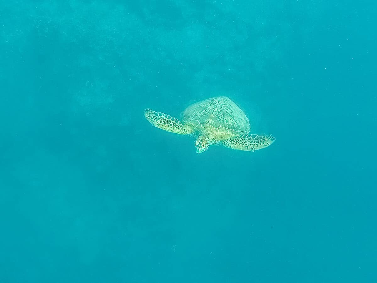 a turtle swimming towards the camera in rarotonga