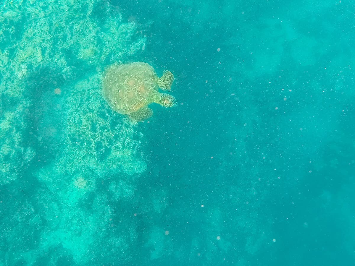 turtle leaving the coral on the side of the passage and swimming into the deep