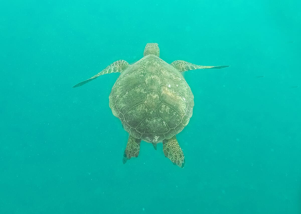 swimming with a turtle in rarotonga