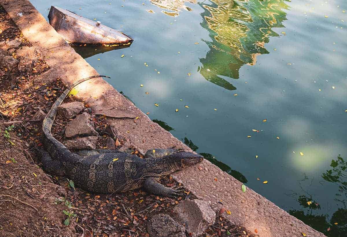 a monitor lizard relaxing by the water in lumpini park