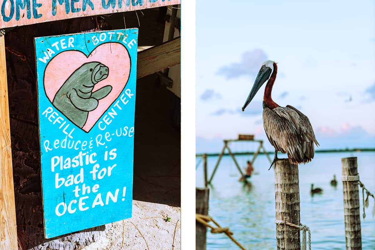 manatees are of big importance in caye caulker // a cheeky pelican watching over the water