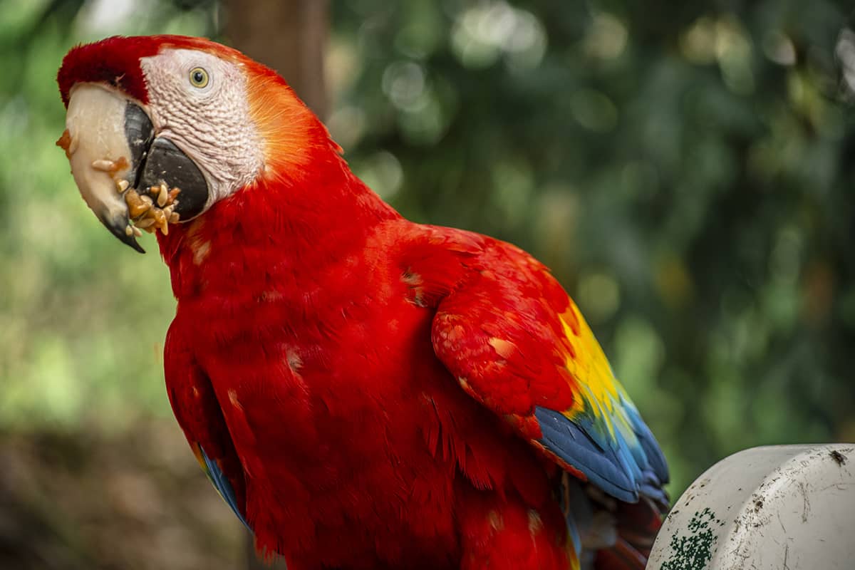 a cheeky macaw having its breakfast while exploring the ruins of copan