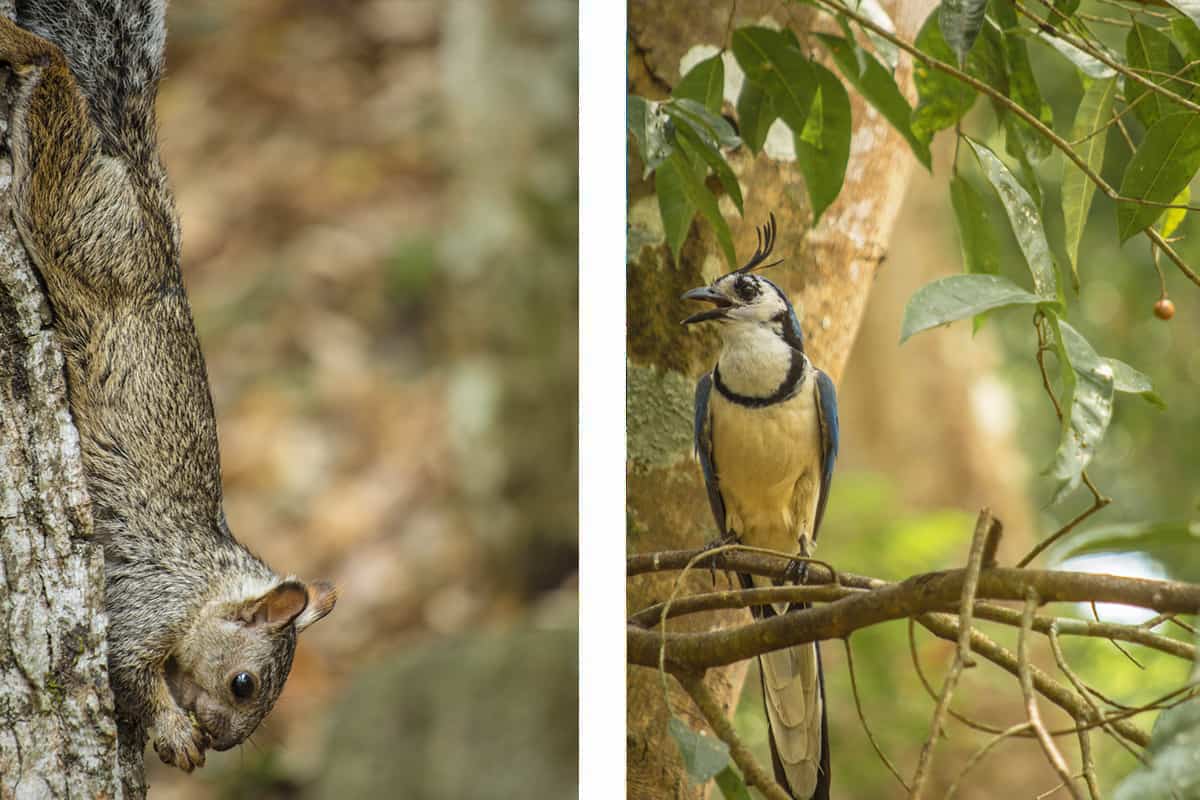 some of the animals we spotted while walking around the ruins of copan