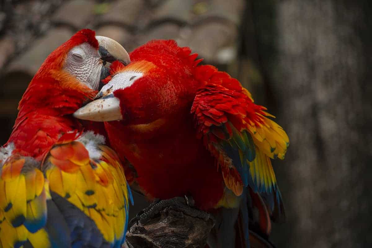 two macaws preening each other in copan ruinas