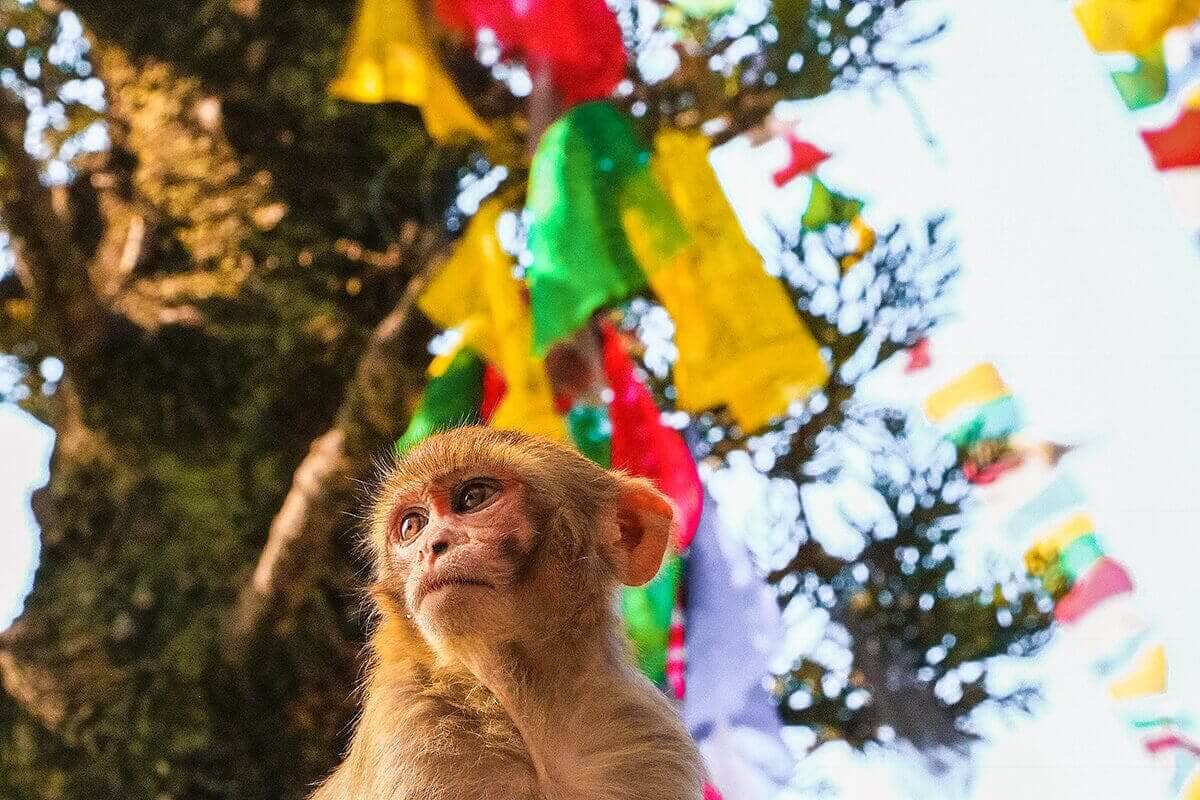 swayambhu monkey against pray flags in kathmandu