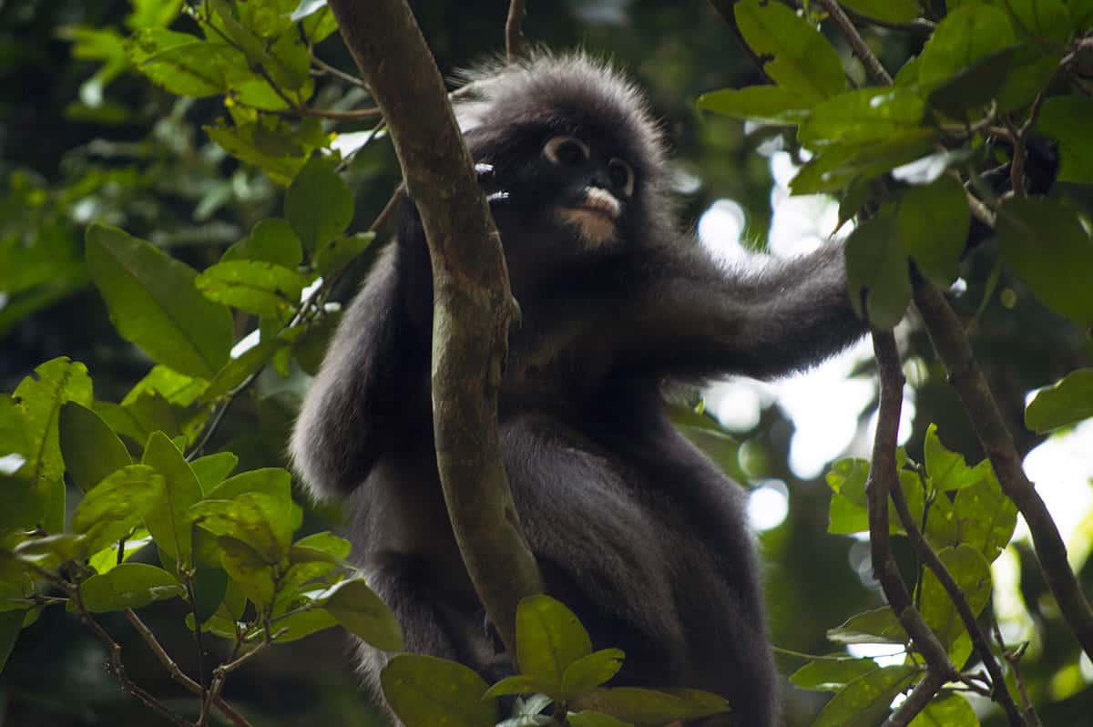 watching the monkeys in the trees while on this koh lanta itinerary