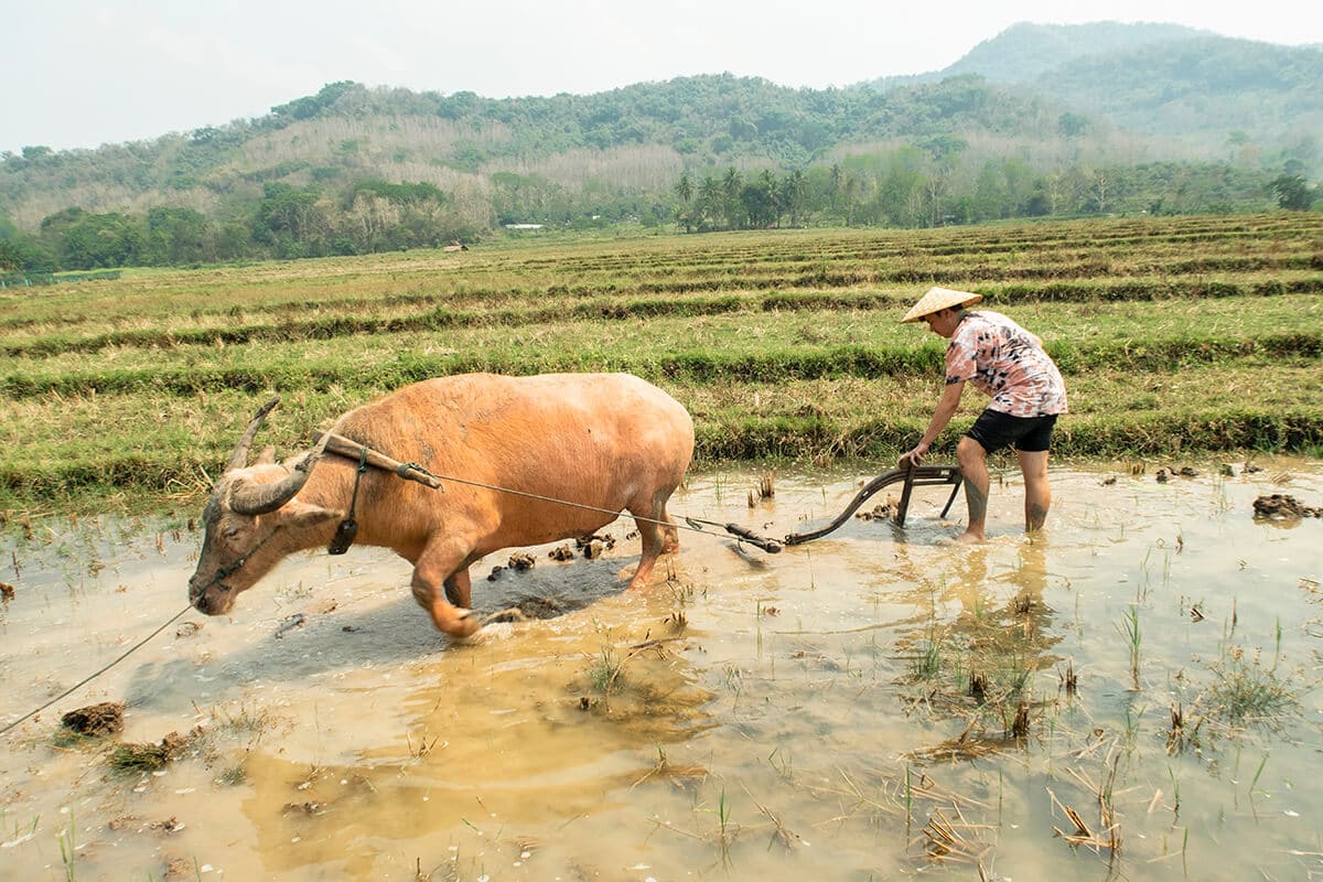 rice farming in luang prabang with a water buffalo