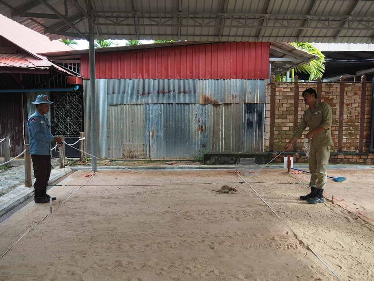 bombing detecting rats at the apopo center in siem reap