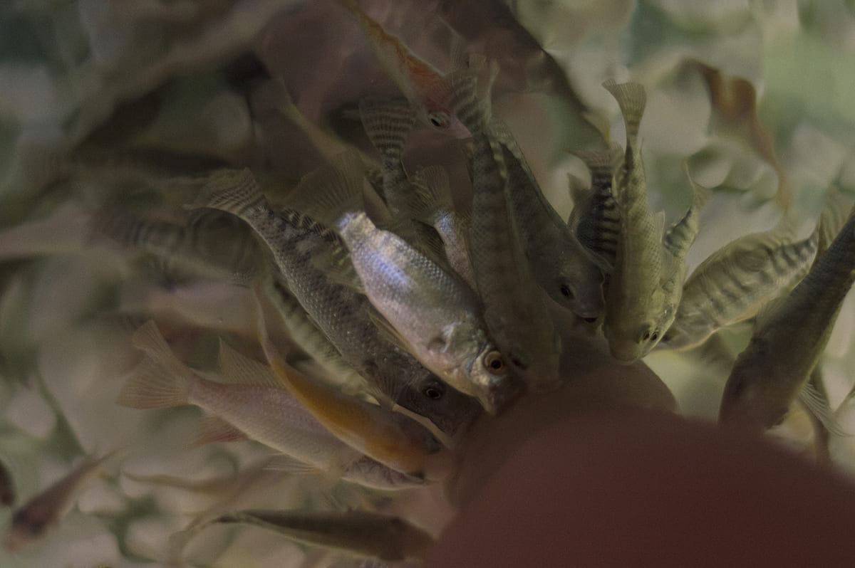 getting a fish massage in siem reap