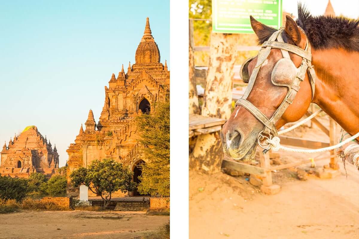 horse rides in bagan