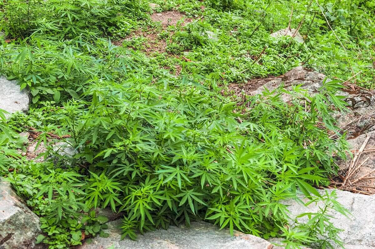 wild plants on the annapurna circuit by jagat