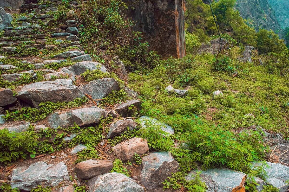 plants growing on stairs from bahundanda to tal