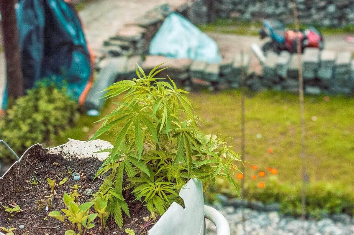 plants growing at guesthouse in tal on the annapurna circuit