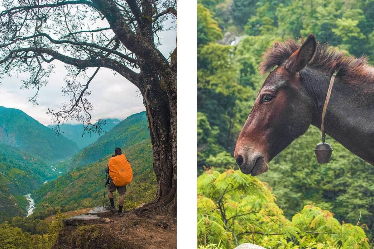 horse on trail from bahundanda to tal