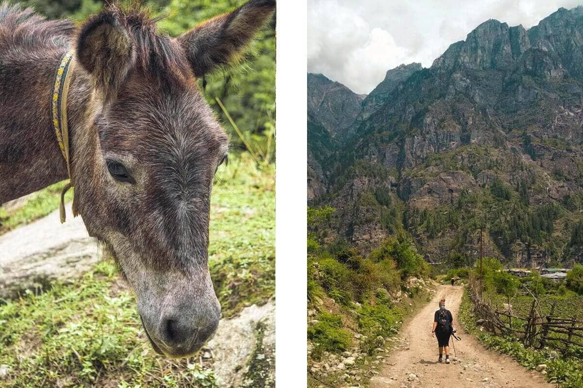 donkey in syange annapurna circuit