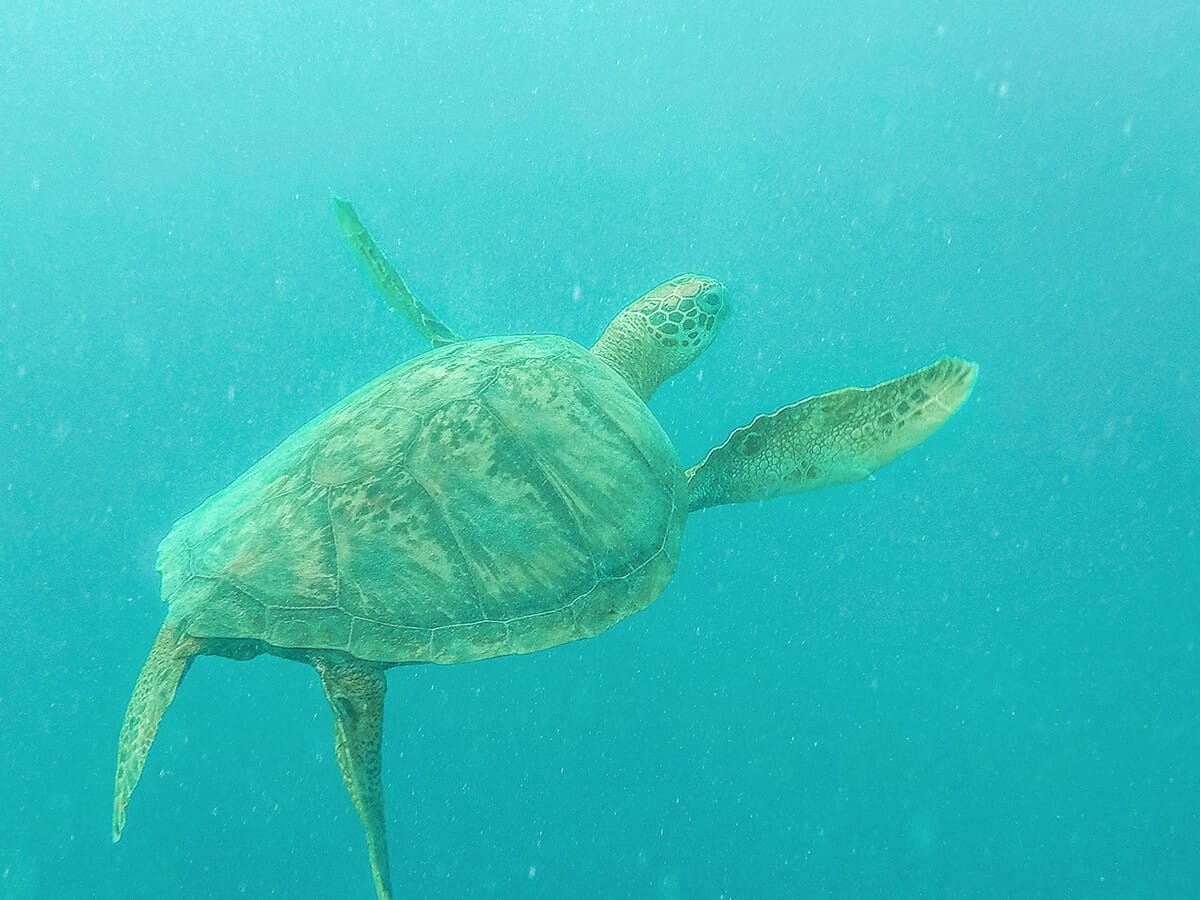 swimming with turtles in rarotonga