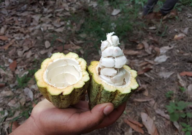 The 24 Best Things To Do In Copan Ruinas: From Ruins, Hot Springs, Food & More 21 a fresh cocoa pod from the farm at finca el cisne