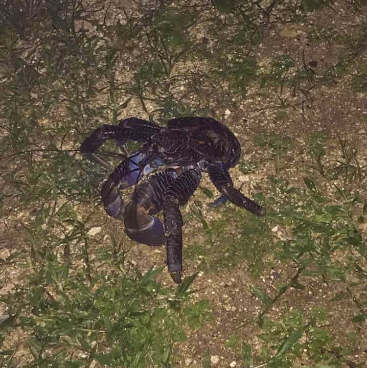 coconut crab in rarotonga