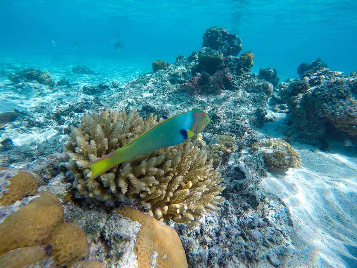 swimming with a sunset wrasse in aroa lagoon in rarotonga